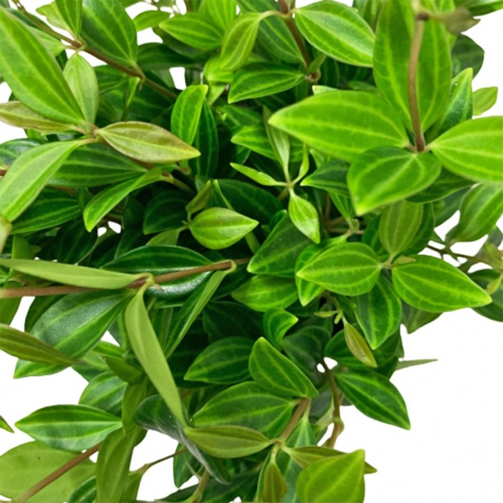 Peperomia Tetragona