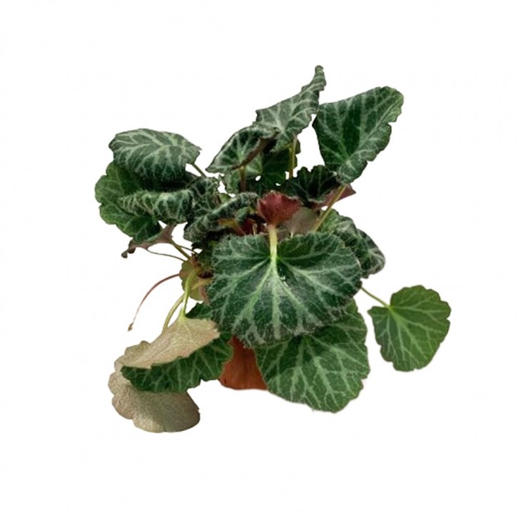 Saxifraga Stolonifera (Strawberry Begonia)
