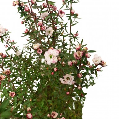 Leptospermum scoparium (Broom Tea-Tree)
