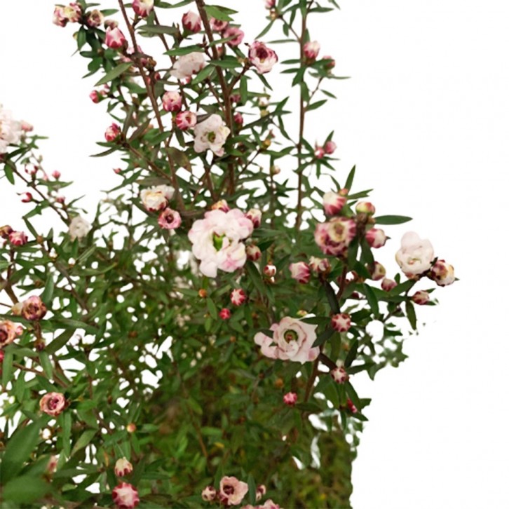 Leptospermum scoparium (Broom Tea-Tree)
