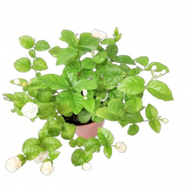 Jasmine Plant (Jasminum)