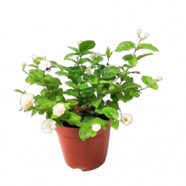Jasmine Plant (Jasminum)