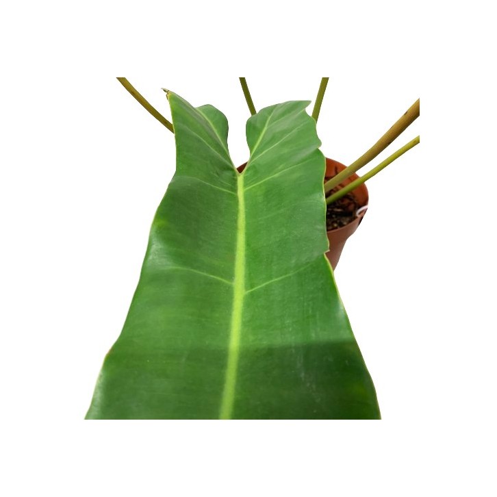 Philodendron Billietiae x Atabapoense