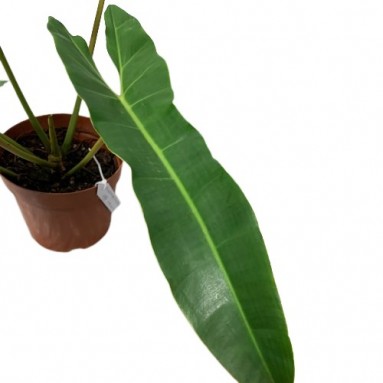 Philodendron Billietiae x Atabapoense