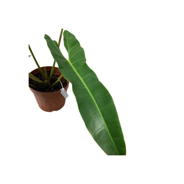 Philodendron Billietiae x Atabapoense