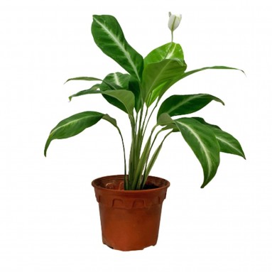 Spathiphyllum Silver Streak (Peace Lily)