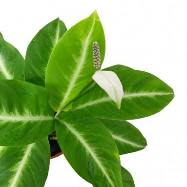 Spathiphyllum Silver Streak (Peace Lily)