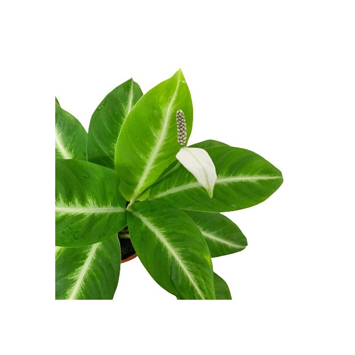 Spathiphyllum Silver Streak (Peace Lily)