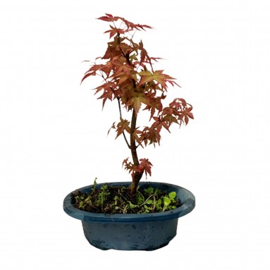 Red Maple Bonsai