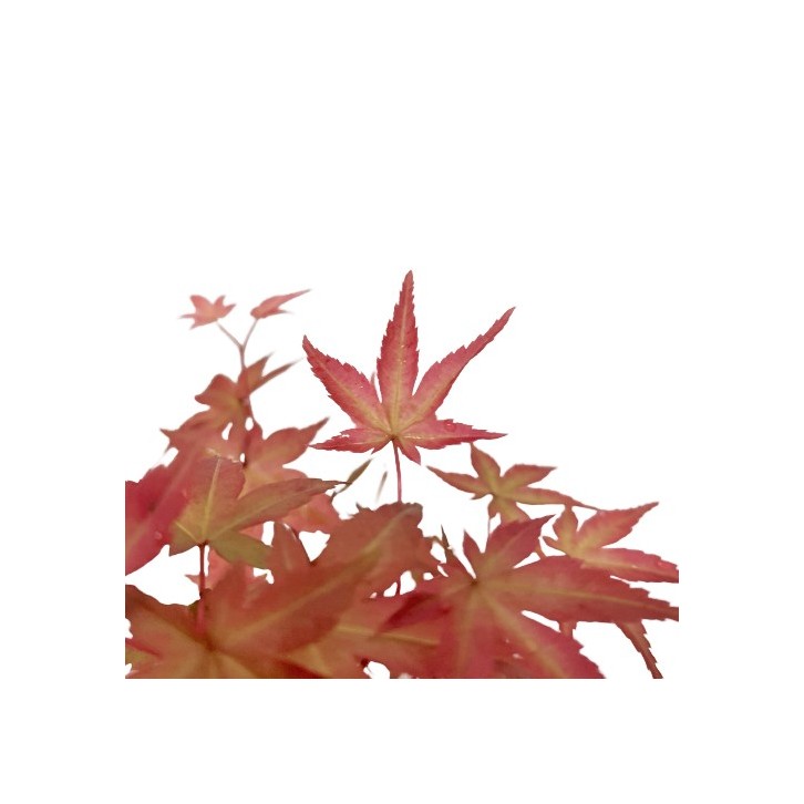 Red Maple Bonsai