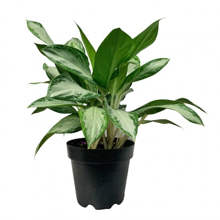 Aglaonema Silver Bay