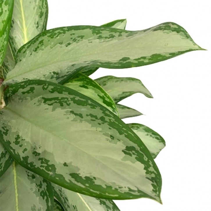 Aglaonema Silver Bay