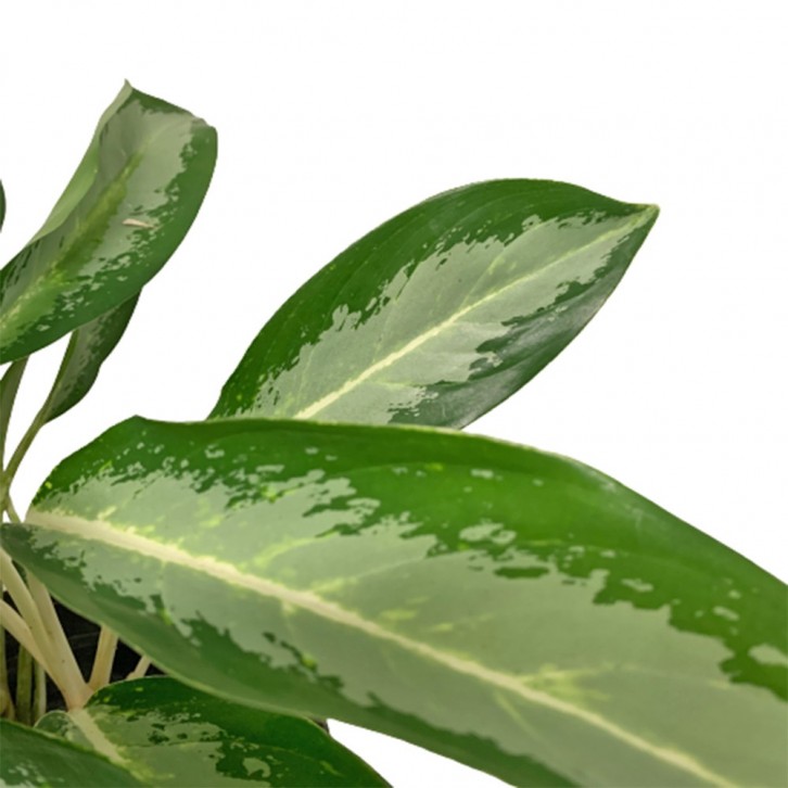 Aglaonema Ernesto