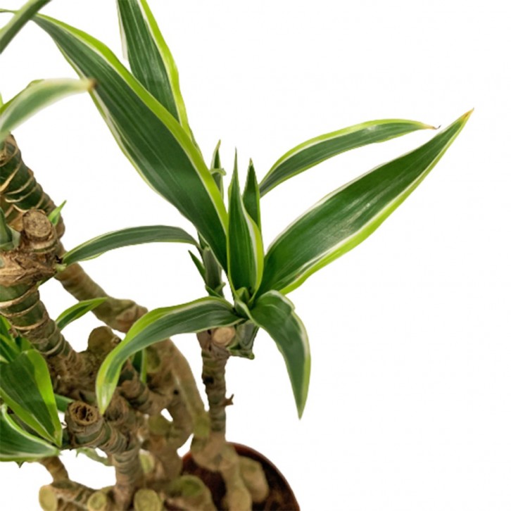 Dracaena Song of India