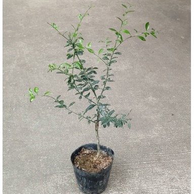 Finger Lime (Citrus Australasica) JAPAN