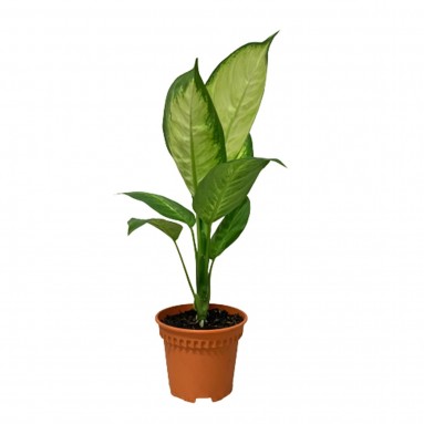 Dieffenbachia Tropic Marianne