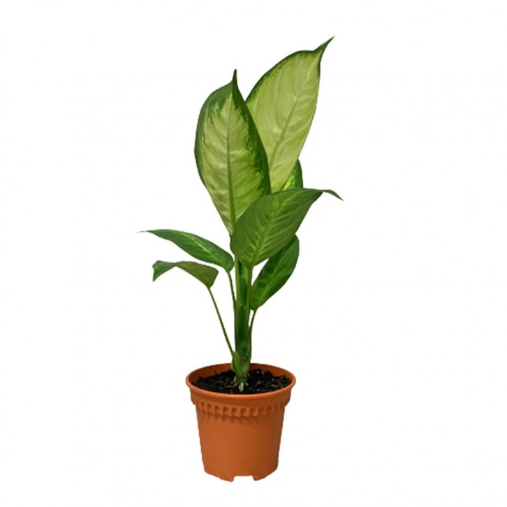 Dieffenbachia Tropic Marianne