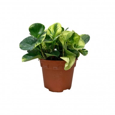 Peperomia Obtusifolia Marble