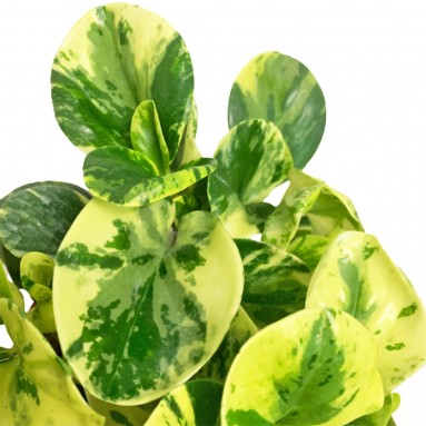 Peperomia Obtusifolia Marble