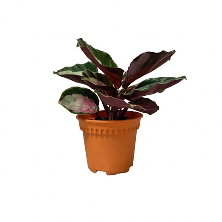 Calathea Roseopicta (Rosy)