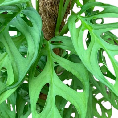 Monstera Adansonii with Plant Supporter