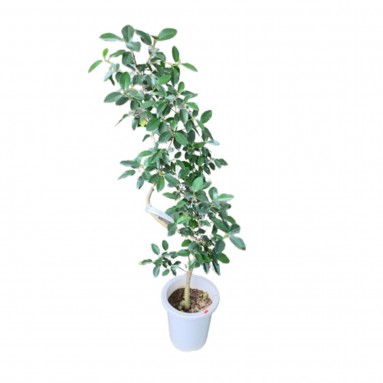 Ficus Rubiginosa Australis (Bending)
