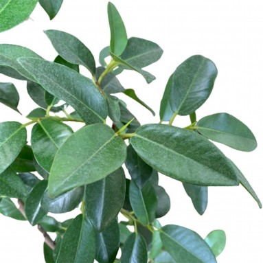Ficus Rubiginosa Australis (Bending)