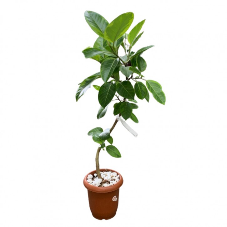 Ficus Altisiima Variegata (Bending)