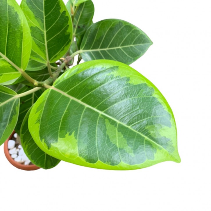 Ficus Altisiima Variegata (Bending)