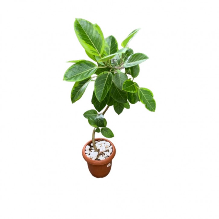 Ficus Altisiima Variegata (Bending)