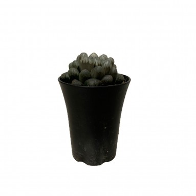 Haworthia Cooperi