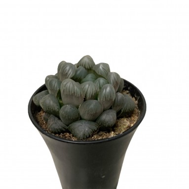 Haworthia Cooperi