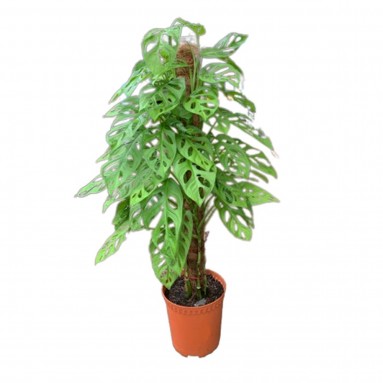 Monstera Adansonii with Plant Supporter