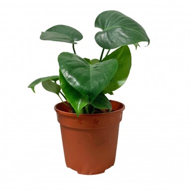 Monstera