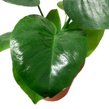 Monstera