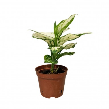 Aglaonema Super White
