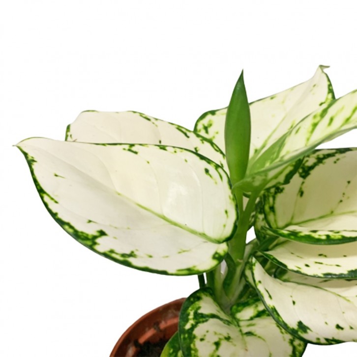 Aglaonema Super White
