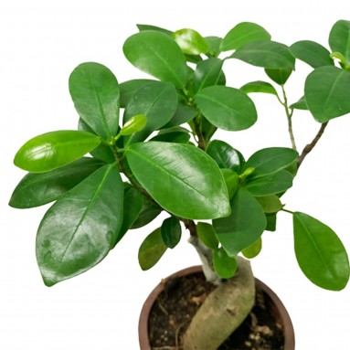 Ficus Microcarpa
