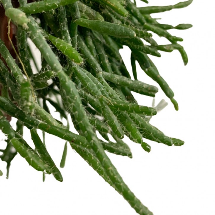 Rhipsalis