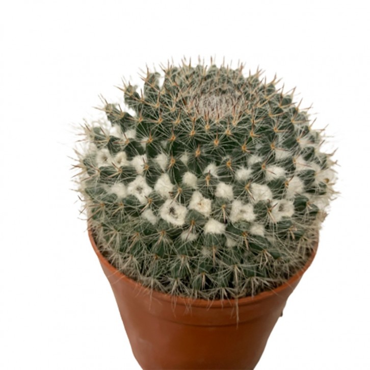 Mammillaria (Old Lady Cactus)