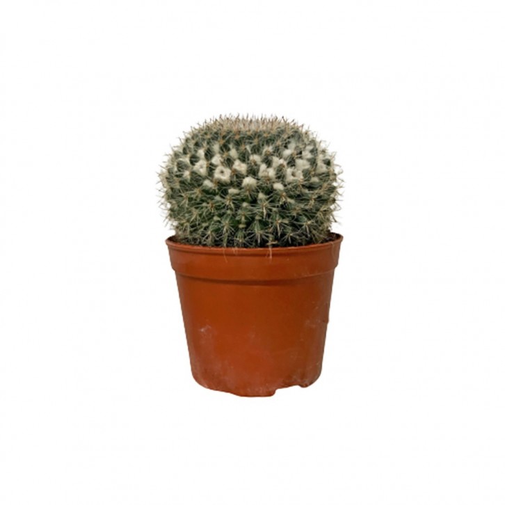 Mammillaria (Old Lady Cactus)