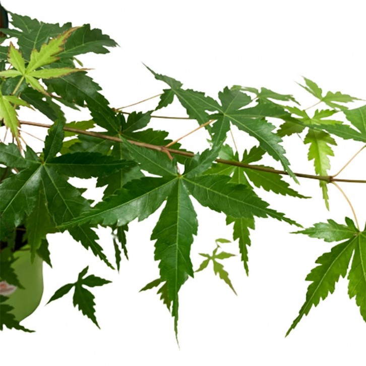 Japanese Irohamomiji (Acer Palmatum)