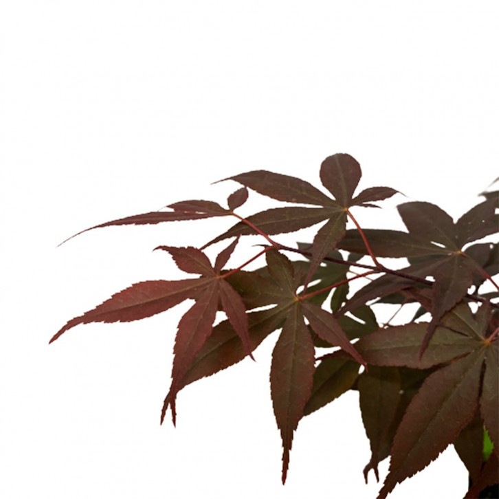 Japanese Nomura (Acer Palmatum)