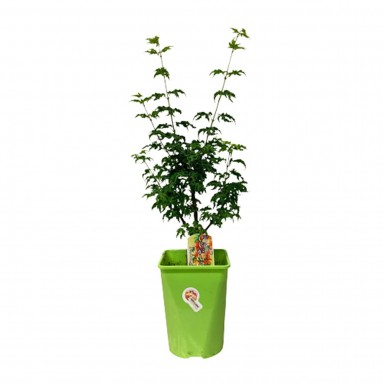 Japanese Shishigashira (Acer Palmatum)