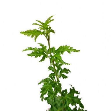 Japanese Shishigashira (Acer Palmatum)