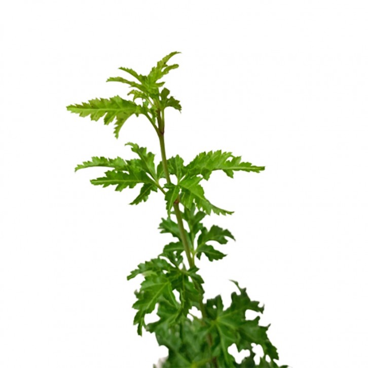 Japanese Shishigashira (Acer Palmatum)