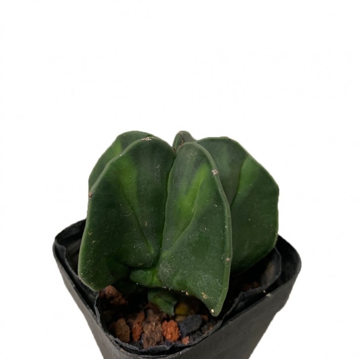 Mini Bishop's Cap (Astrophytum)