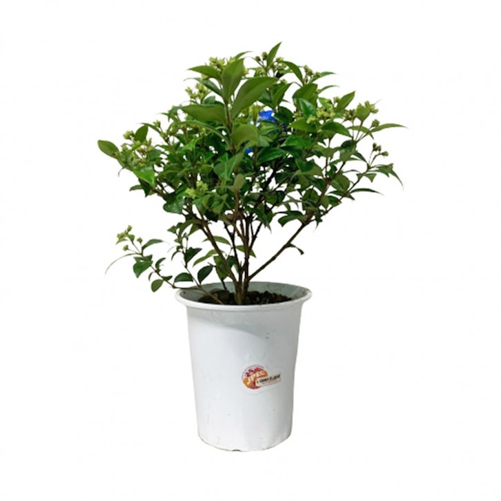 Backhousia Myrtifolia (JAPAN)