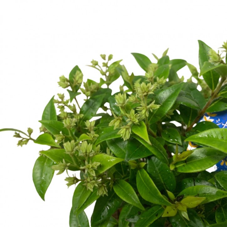 Backhousia Myrtifolia (JAPAN)