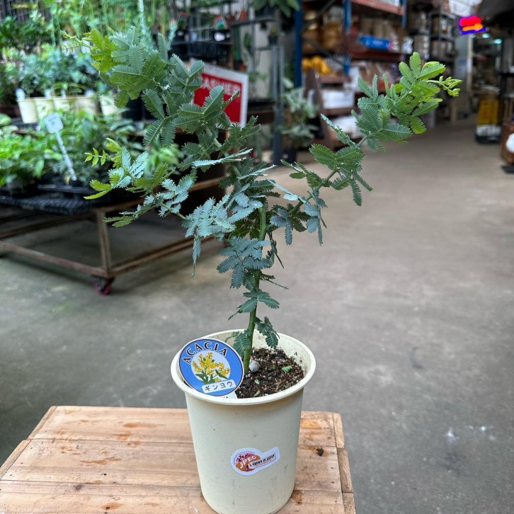 Acacia Dealbata (JAPAN)